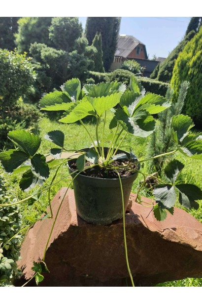 Полуниця Азія - 3л/вис.25-30см/Ø20-30см